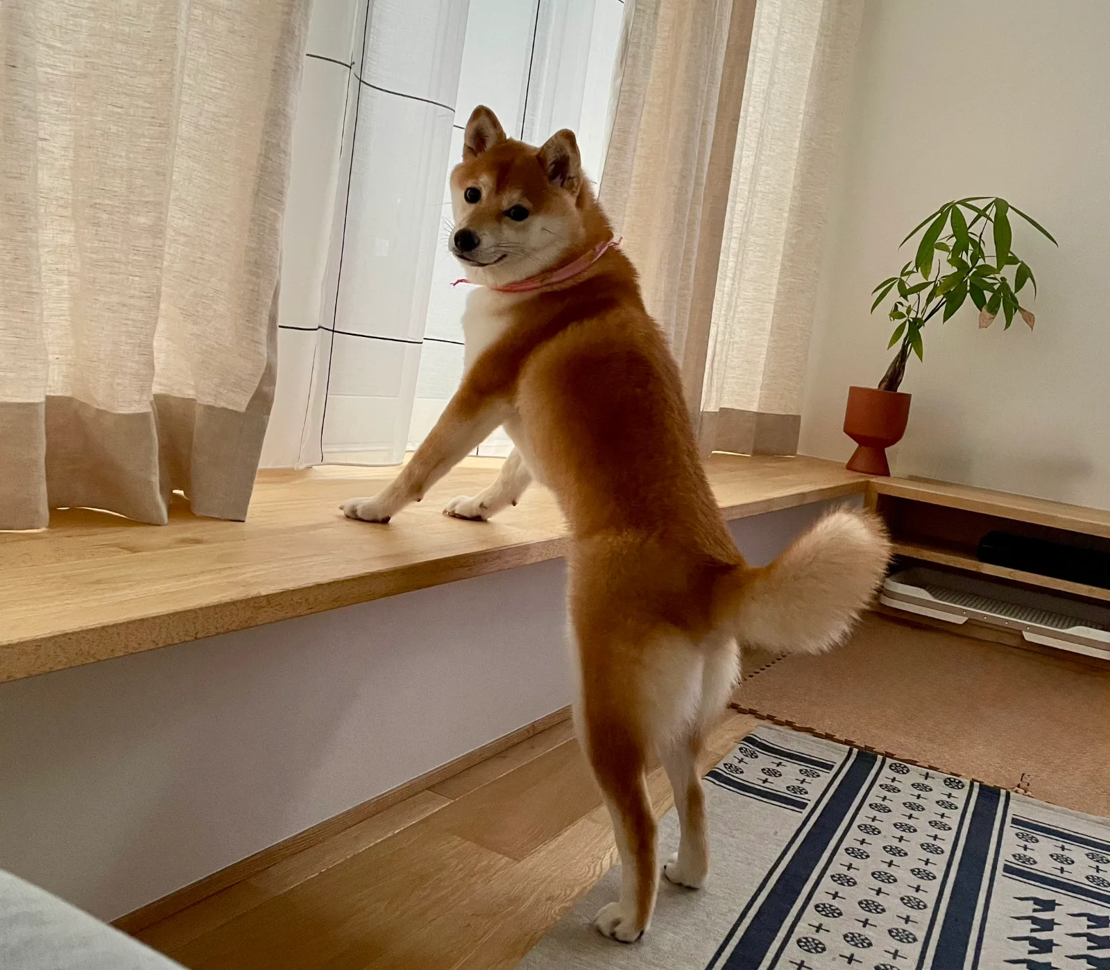 記事画像