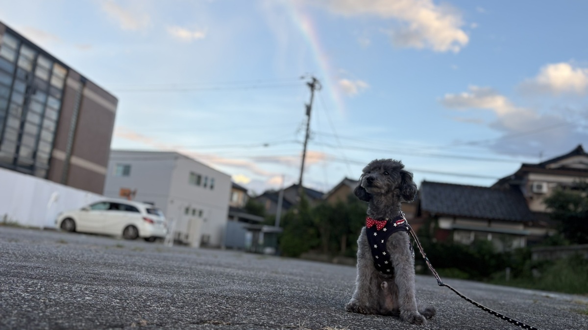 【スタッフブログ】我が家の愛犬